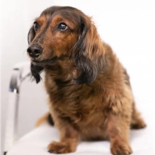 Dachshund sitting beside a white cabinet
